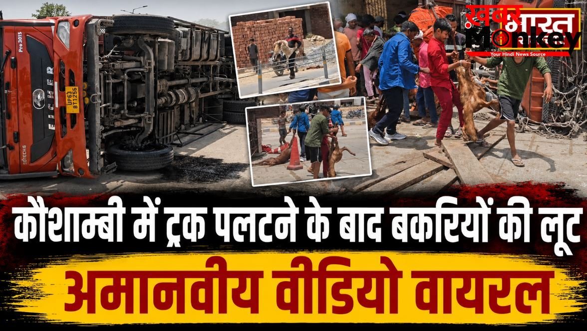 कौशाम्बी में पलटा बकरियों से भरा ट्रक, मदद की बजाय मरी और घायल बकरियों को लूटने की मची होड़