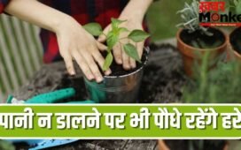 कई दिन के लिए जाना है बाहर, पौधे रहेंगे हरे-भरे…अपनाएं ये आसान तरीके