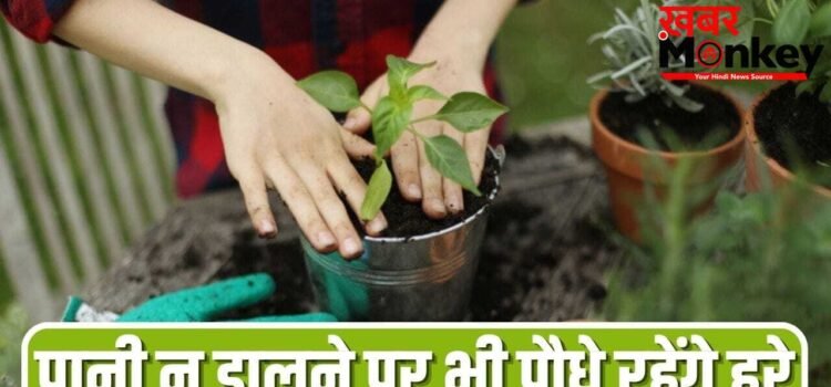 कई दिन के लिए जाना है बाहर, पौधे रहेंगे हरे-भरे…अपनाएं ये आसान तरीके