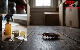 घर में बनाएं देसी Cockroach Killer, ये DIY Hack करेगा कॉकरोच की पूरी पलटन का सफाया