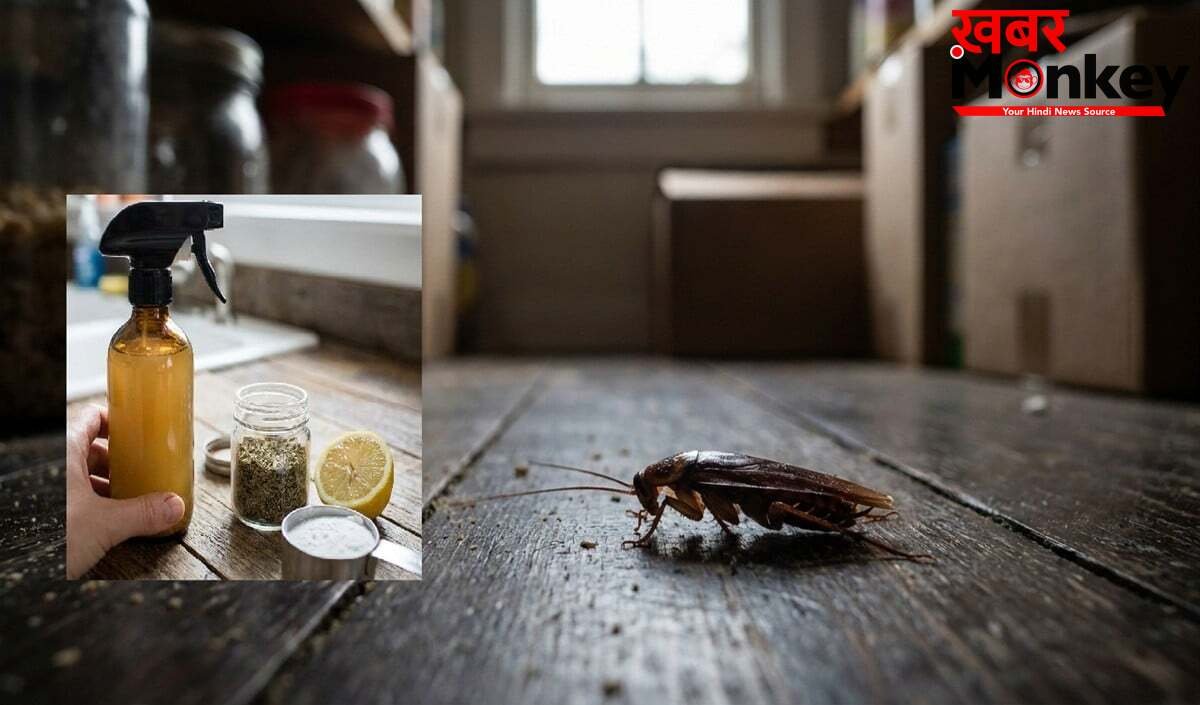 घर में बनाएं देसी Cockroach Killer, ये DIY Hack करेगा कॉकरोच की पूरी पलटन का सफाया