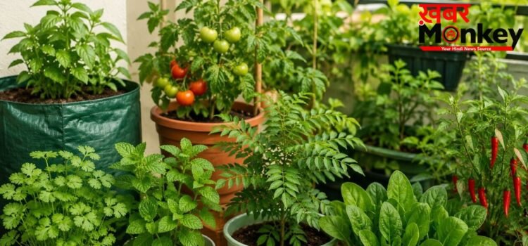 घर के किचन गार्डन में लगाएं ये 5 पौधे, बस कुछ जरूरी बातों का रखें ध्यान