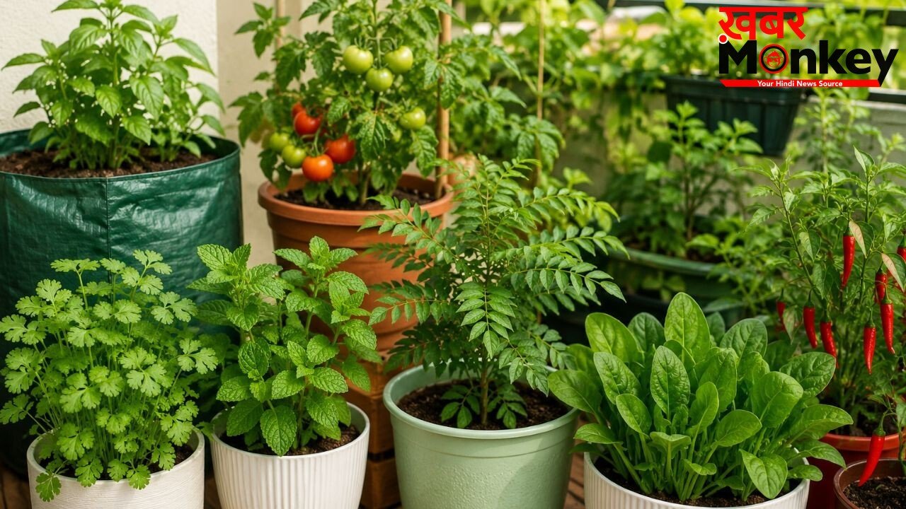 घर के किचन गार्डन में लगाएं ये 5 पौधे, बस कुछ जरूरी बातों का रखें ध्यान
