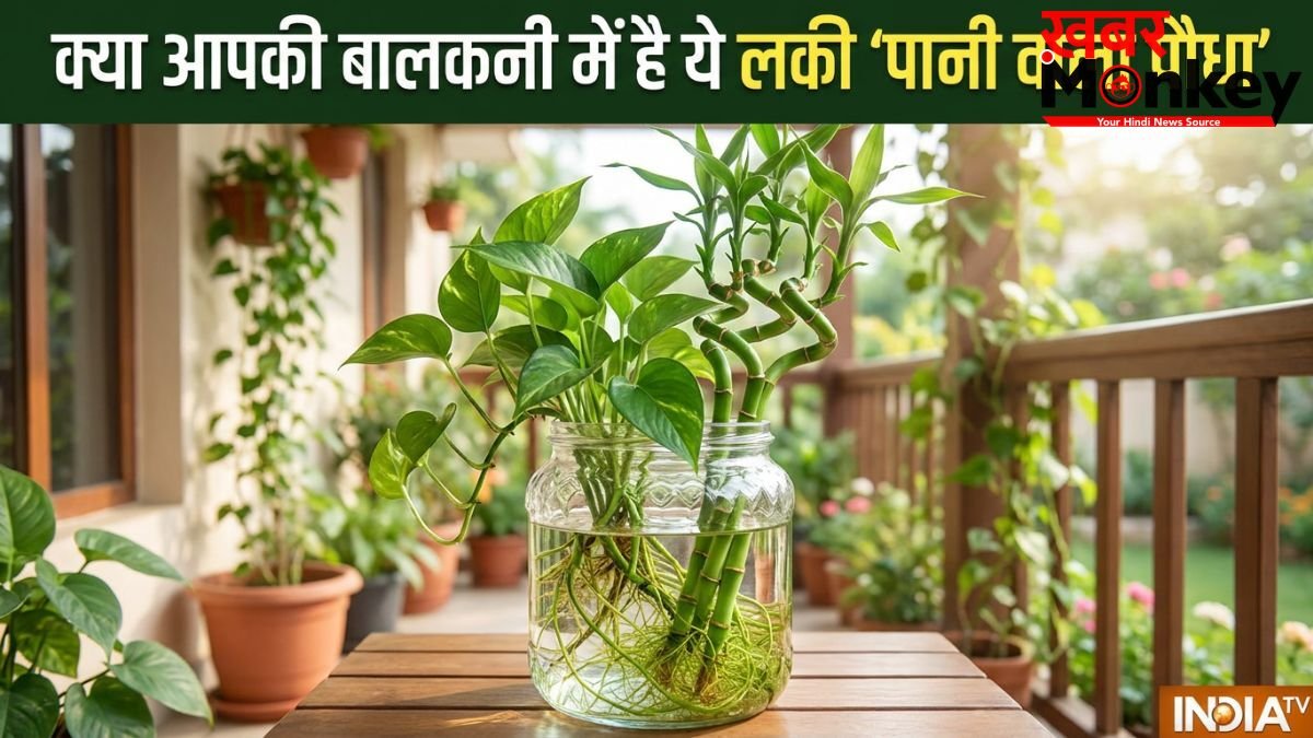Lucky Pani Wale Paudhe: क्या आपकी बालकनी में भी हैं ये वॉटर प्लांट? वरना आज ही लाएं और कंगाली को कहें बाय-बाय!