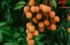Litchi Nutrients: लीची भी बन सकती है मुसीबत! जानें कब और कितनी खाएं?