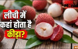 लीची में कीड़ा कहां छुपा होता है, खाने से पहले जान लें पहचान लें