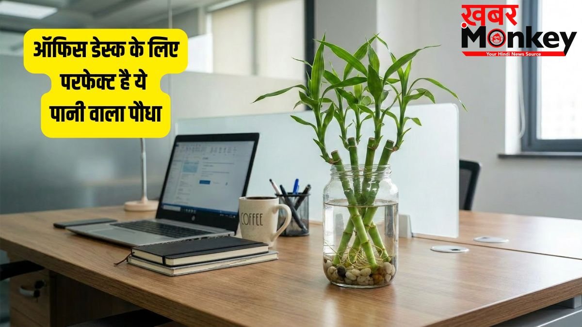 Pani Wala Lucky Paudha: ऑफिस डेस्क की बाईं दिशा में रखें यह लकी पानी वाला पौधा, करियर में आएगी रॉकेट जैसी तेजी