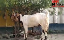 मैनपुरी की बकरा मंडी में तोताफरी नस्ल की धूम, ₹55 हजार तक पहुंची कीमत