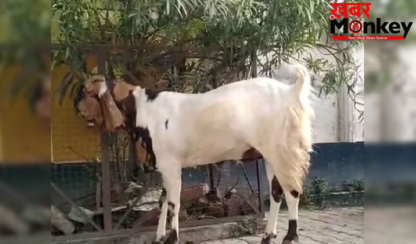 मैनपुरी की बकरा मंडी में तोताफरी नस्ल की धूम, ₹55 हजार तक पहुंची कीमत