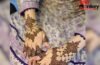 Bakra Eid Mehndi Design: बकरीद के लिए बेस्ट हैं ये मेहंदी डिजाइन, खाला-फूफ्फी भी करेंगी तारीफ Bakra Eid Mehndi Design: बकरीद के लिए बेस्ट हैं ये मेहंदी डिजाइन, खाला-फूफ्फी भी करेंगी तारीफ
