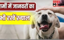 गर्मी में हीट वेव का शिकार न हो जाए पालतू जानवर, भूल से भी न करें ये गलतियां