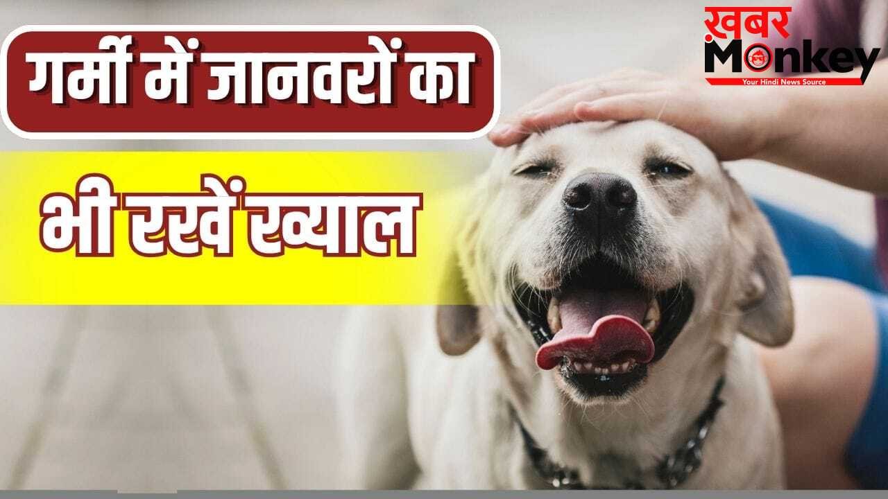 गर्मी में हीट वेव का शिकार न हो जाए पालतू जानवर, भूल से भी न करें ये गलतियां