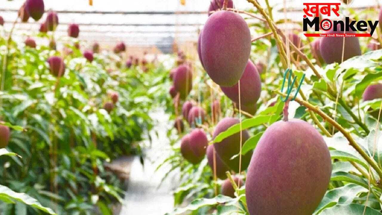 देश के इस राज्य में उगाया दुनिया का सबसे महंगा आम, इतने रुपए किलो है कीमत