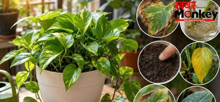 गर्मियों में इन 10 गलतियों की वजह से खराब हो सकता है Money Plant, ऐसे रखें पौधे का ध्यान गर्मियों में इन 10 गलतियों की वजह से खराब हो सकता है Money Plant, ऐसे रखें पौधे का ध्यान