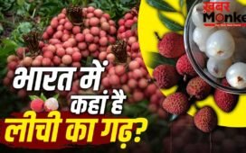 न कश्मीर, न हिमाचल…भारत में लीची का गढ़ है ये जगह, यहां पहुंचना भी आसान