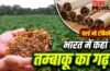 World No Tobacco Day: न यूपी, न आंध्र प्रदेश, कौन सा राज्य देश को सबसे ज्यादा तम्बाकू देता है? अमेरिका-UAE तक डिमांड