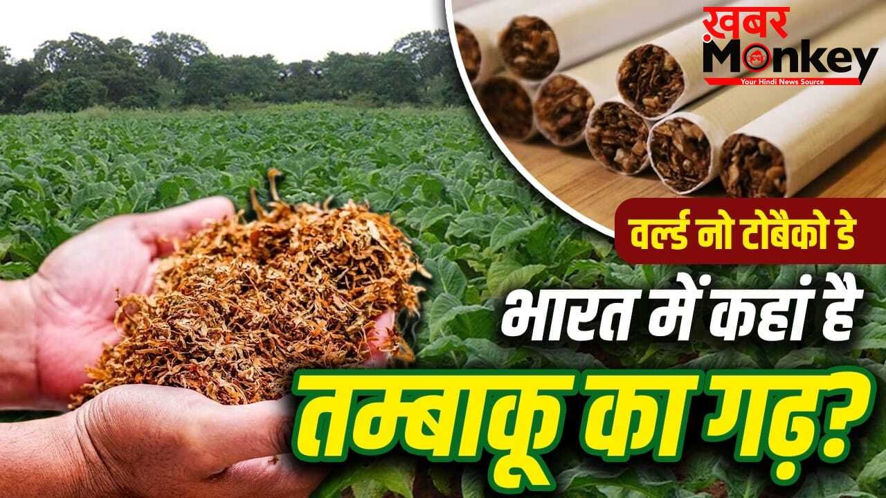 World No Tobacco Day: न यूपी, न आंध्र प्रदेश, कौन सा राज्य देश को सबसे ज्यादा तम्बाकू देता है? अमेरिका-UAE तक डिमांड
