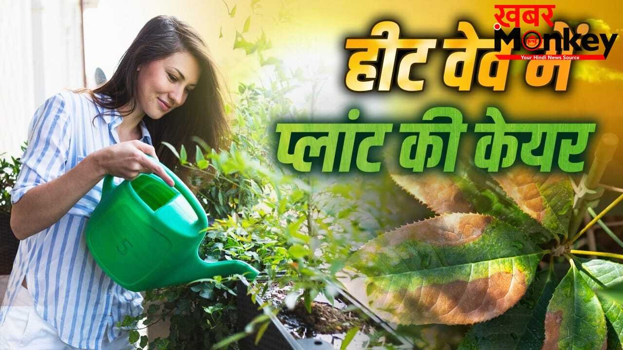 Plant Care in Heat Wave: हीट वेव से खुद को ही नहीं प्लांट को भी बचाना जरूरी, ऐसे करें उनकी देखभाल