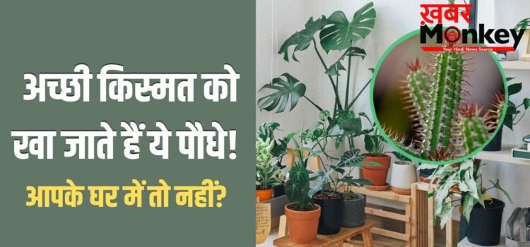 Unlucky Plants: अच्छी किस्मत को खा जाते हैं ये 5 पौधे, घर में भूलकर भी न लगाएं