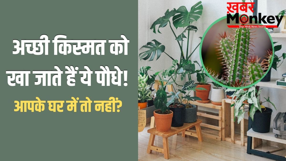Unlucky Plants: अच्छी किस्मत को खा जाते हैं ये 5 पौधे, घर में भूलकर भी न लगाएं