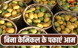 घर पर बिना केमिकल के पका सकते हैं आम, बस आजमाएं ये पुराने तरीके