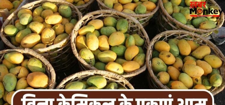 घर पर बिना केमिकल के पका सकते हैं आम, बस आजमाएं ये पुराने तरीके