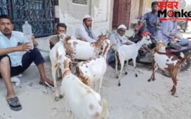 50000 का बकरा 30 हजार में भी नहीं बिक रहा, बकरीद पर संभल के बाजार में छाया सन्नाटा; व्यापारी परेशान