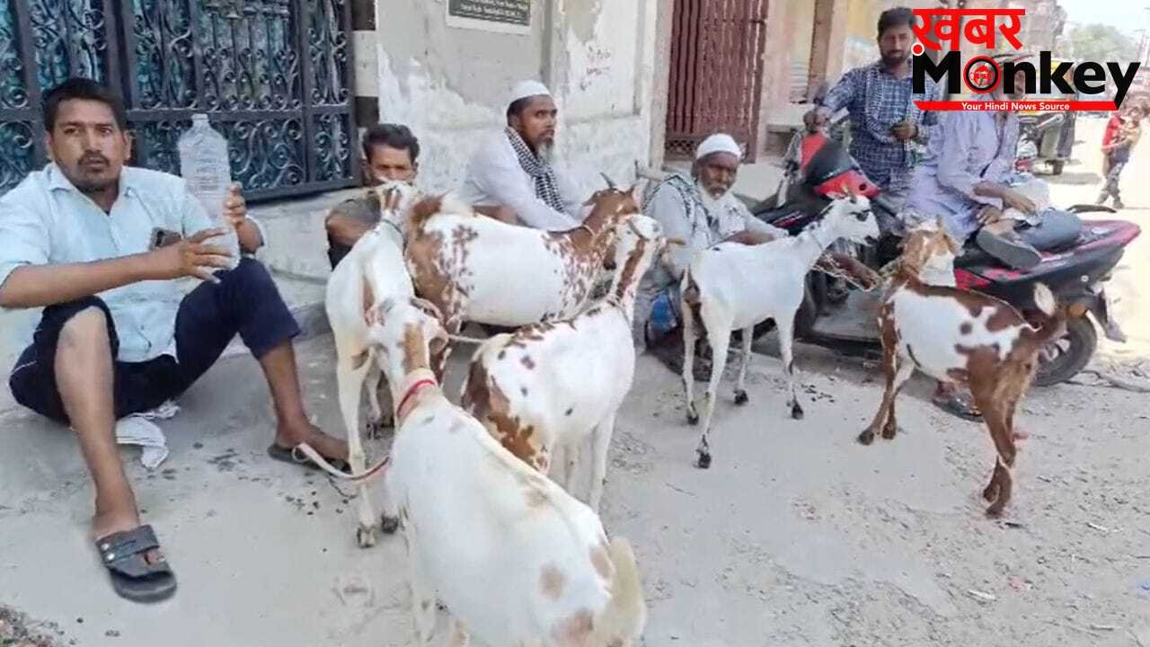 50000 का बकरा 30 हजार में भी नहीं बिक रहा, बकरीद पर संभल के बाजार में छाया सन्नाटा; व्यापारी परेशान