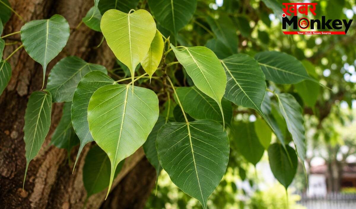 Shani Jayanti 2026 पर पीपल के नीचे जलाएं एक दीपक, खुल जाएंगे बंद किस्मत के दरवाजे