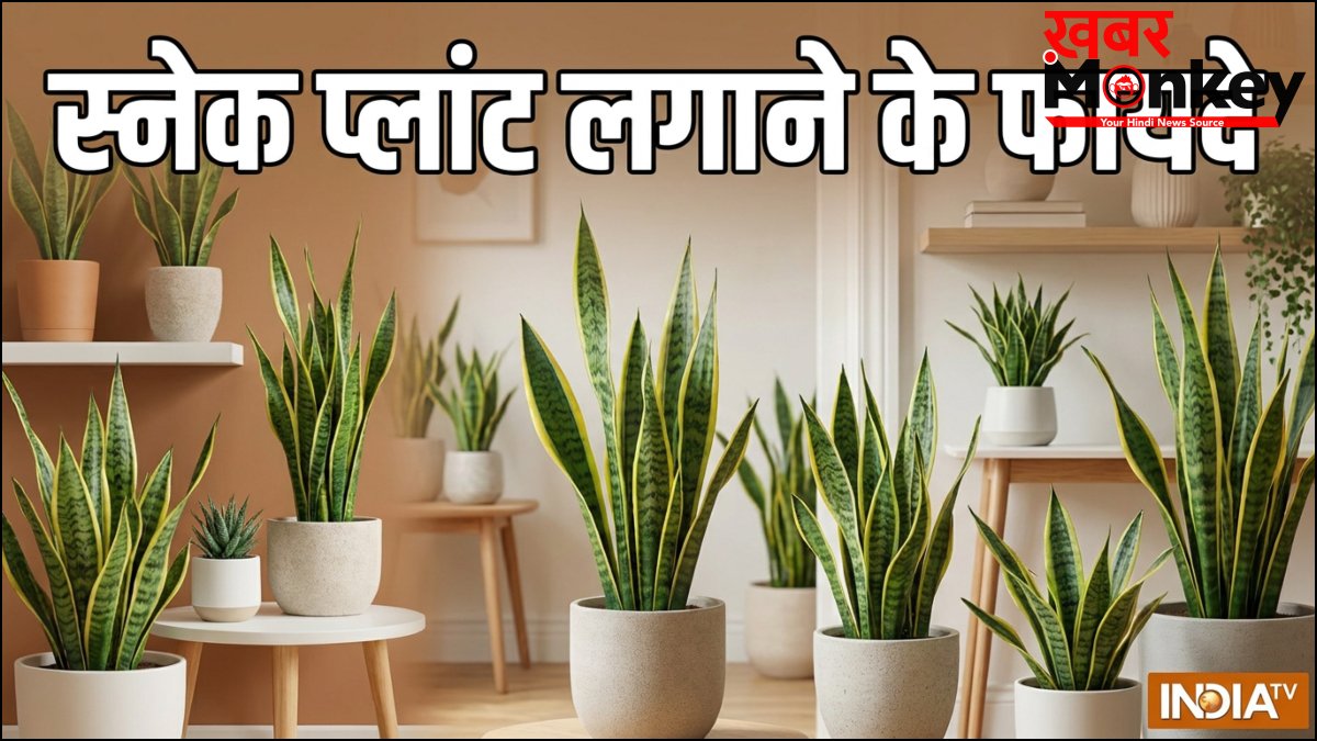 स्नेक प्लांट लगाने के फायदे, घर के अंदर या बाहर कहां लगाएं?