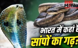 Snake Village: न कर्नाटक, न तमिलनाडु, भारत में कहां है सांपों का गांव?