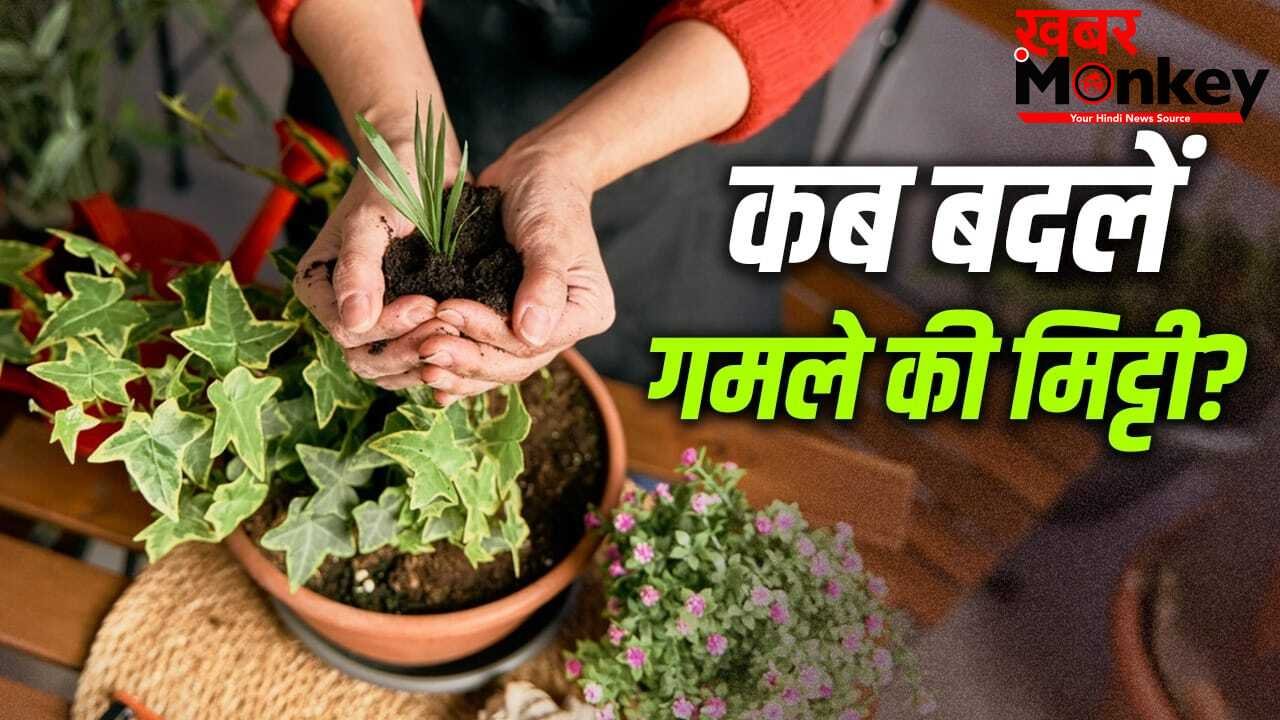 Plant Care in Summer: गर्मियों में कितने दिन में बदलनी चाहिए गमले की मिट्टी, ध्यान रखें ये जरूरी बातें