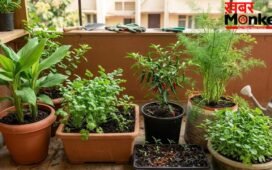 किचन गार्डन में आसानी से उगा सकते हैं ये 5 मसाले, गमले में लगाने से पहले जान लें सही तरीका