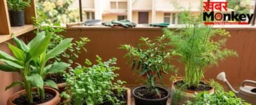 किचन गार्डन में आसानी से उगा सकते हैं ये 5 मसाले, गमले में लगाने से पहले जान लें सही तरीका