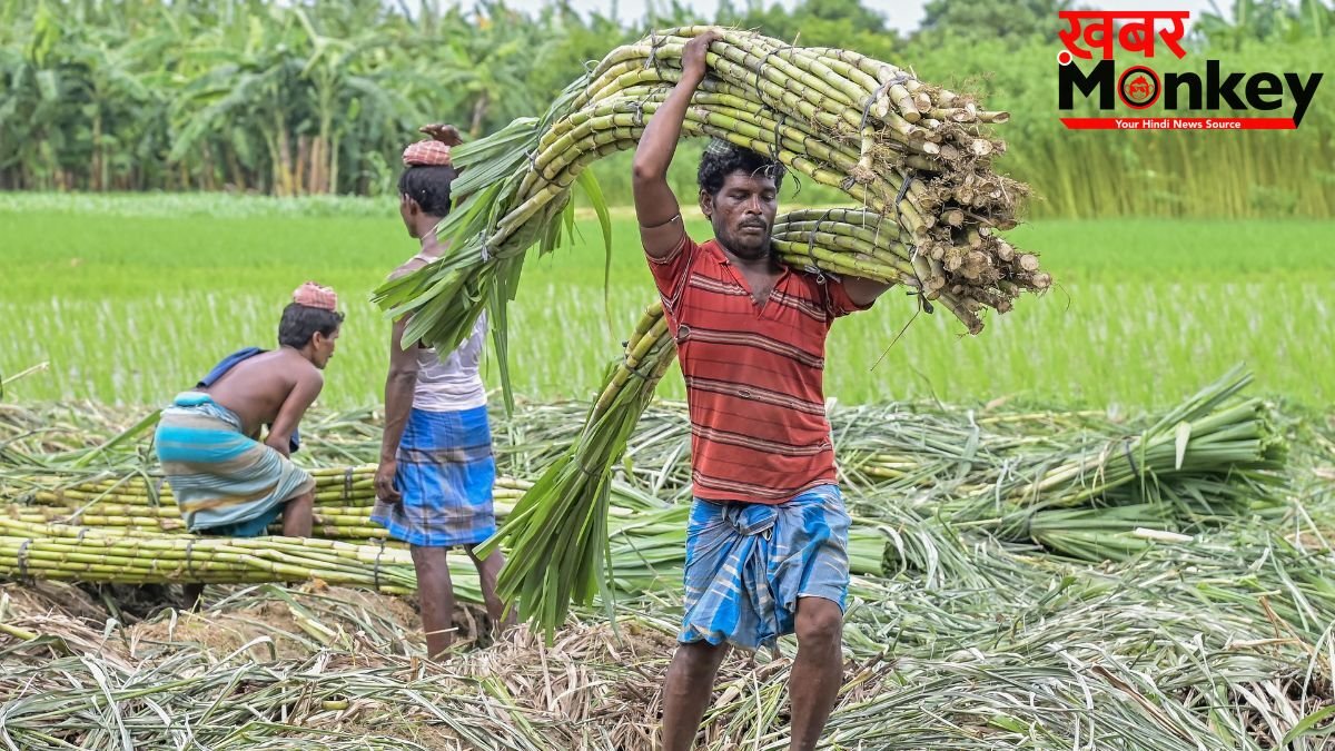 गन्ना किसानों के लिए आई खुशखबरी, सरकार ने बढ़ाई FRP, जानें अब कितने रुपये में होगी खरीद