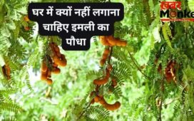 घर में न लगाएं इमली का पौधा, इसके फलने-फूलने के साथ आती हैं परेशानियां, जानिए क्या कहते हैं धर्म और वास्तु शास्त्र