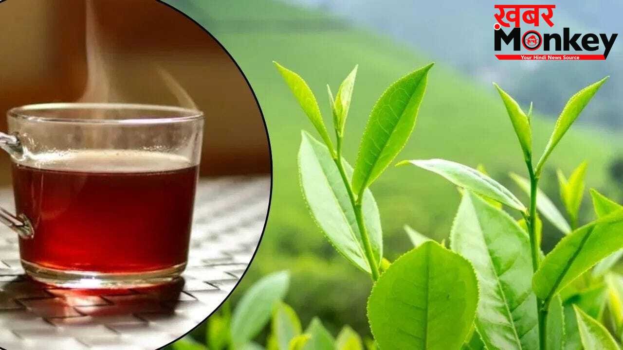 International Tea Day: असम से दार्जिलिंग तक, भारत में फैला चाय उद्योग का बड़ा नेटवर्क