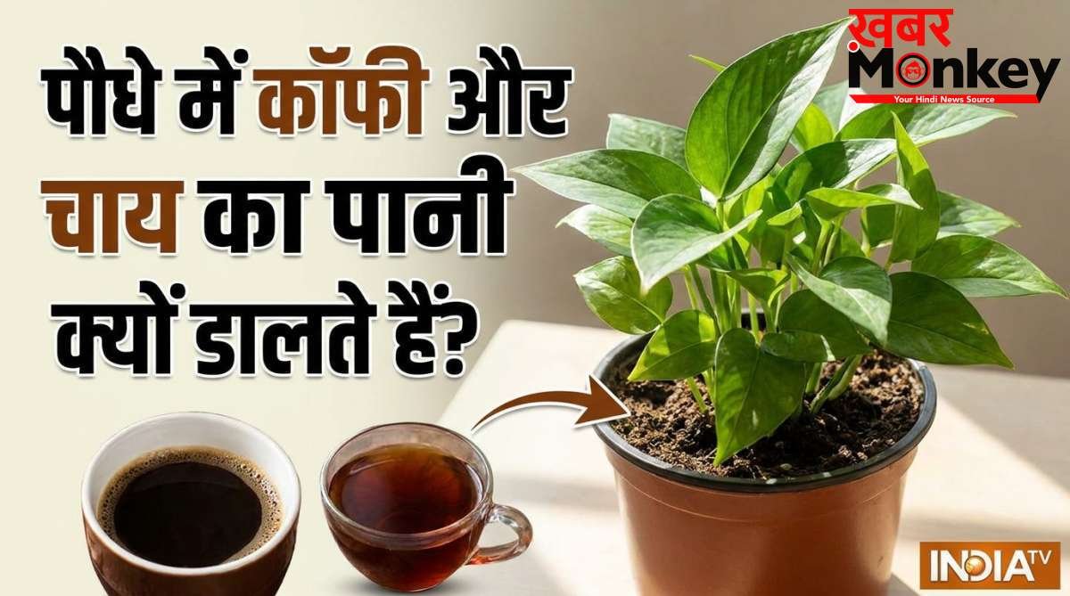 पौधे की जड़ों में क्यों डालते हैं कॉफी और चाय की पत्ती का पानी, जानिए इससे क्या होता है?