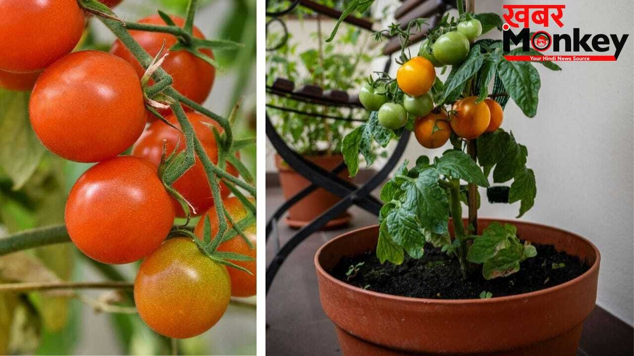 Plant Growing Tips: सूखे हुए टमाटर के पौधे में जान डाल देगी ये चीज, फल से भर जाएगा प्लांट