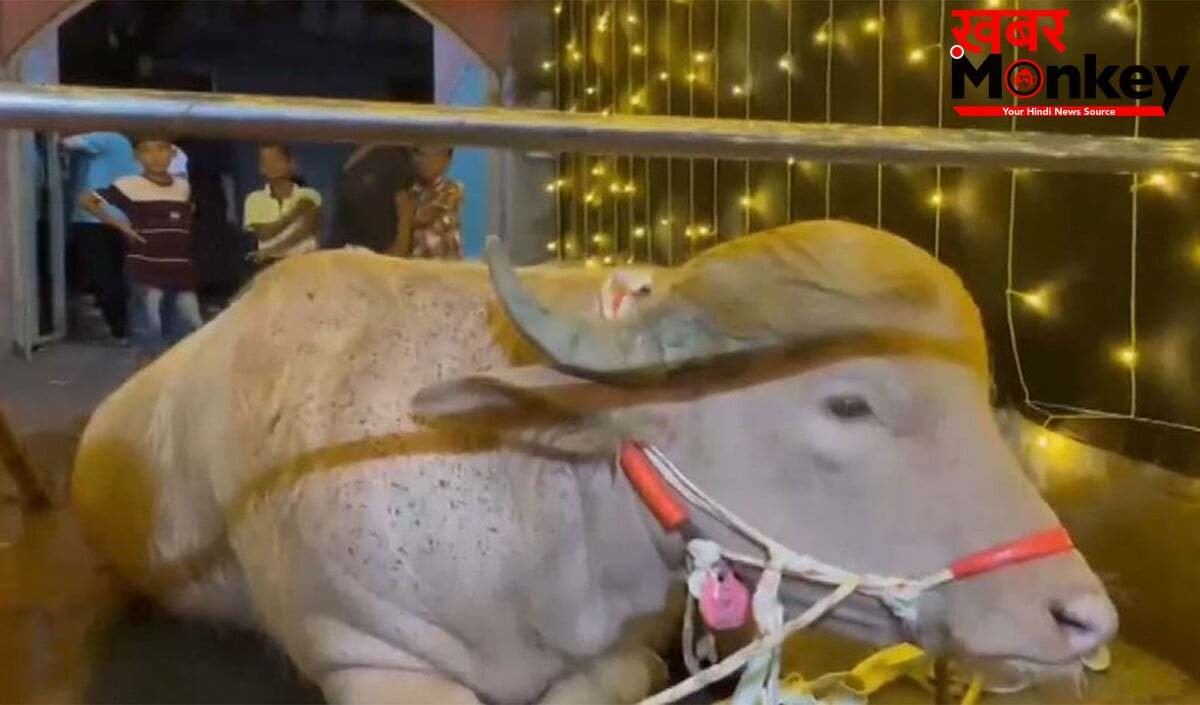 Social Media पर Viral हुई 'Trump' भैंसे की कहानी, Eid पर कुर्बान होने से बचाकर Zoo भेजा