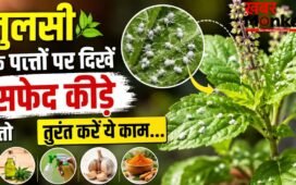 सफेद कीड़ों से खराब हो रही तुलसी, इस तरीके से करें पौधे का बचाव