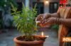 Adhik Maas Tulsi Pujan: अधिक मास में तुलसी में चढ़ा दें यह एक चीज, खिंचा चला आएगा पैसा! Adhik Maas Tulsi Pujan: अधिक मास में तुलसी में चढ़ा दें यह एक चीज, खिंचा चला आएगा पैसा!