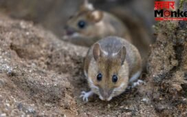 घर में चूहों की मौजूदगी कहीं Hantavirus का खतरा तो नहीं? इन संकेतों को नजरअंदाज न करें