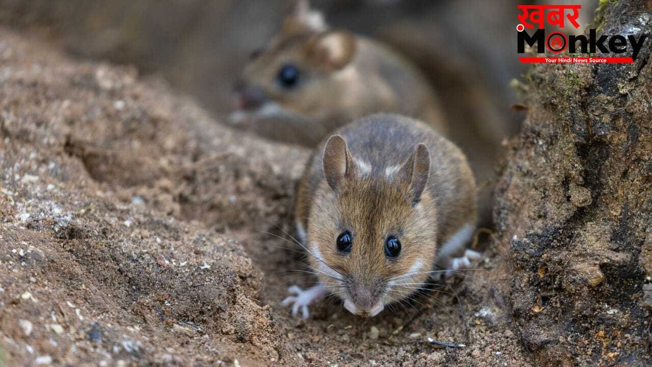 घर में चूहों की मौजूदगी कहीं Hantavirus का खतरा तो नहीं? इन संकेतों को नजरअंदाज न करें