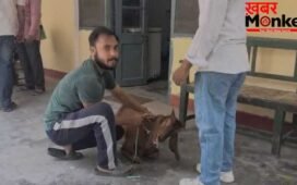 UP में बकरीद से पहले बीमार हो रहे बकरे, पशु अस्पतालों में इलाज कराने पहुंच रहे लोग; आखिर क्या है वजह?