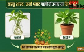 Money Plant Vastu: मनी प्लांट पानी में उगाएं या मिट्टी में? ऐसे लगाएंगे तो चुंबक की तरह खिंचा चला आएगा पैसा!