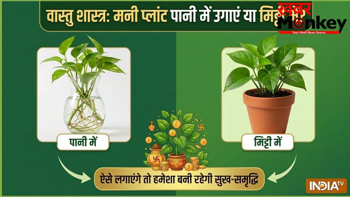Money Plant Vastu: मनी प्लांट पानी में उगाएं या मिट्टी में? ऐसे लगाएंगे तो चुंबक की तरह खिंचा चला आएगा पैसा!