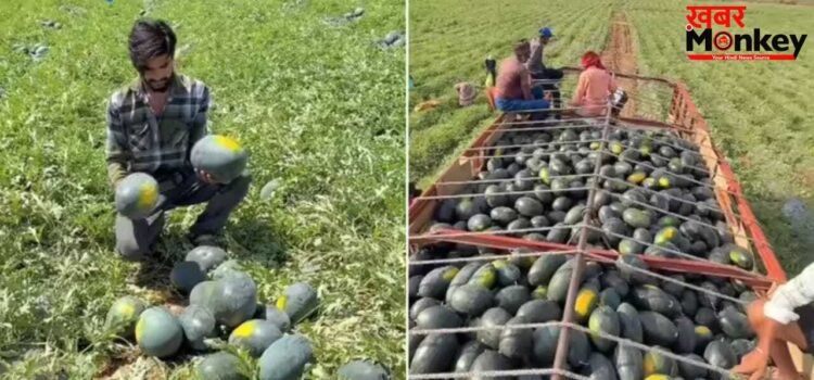 Viral Video: 70 दिन की मेहनत लाई रंग, तरबूज की फसल से किसान बना लाखपति