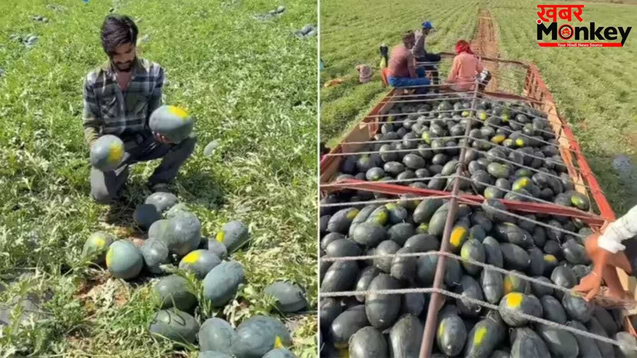 Viral Video: 70 दिन की मेहनत लाई रंग, तरबूज की फसल से किसान बना लाखपति