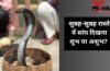 सुबह-सुबह जब अचानक रास्ते में दिख जाए सांप, तो इसका क्या मतलब होता है? जानें इसके पीछे के छिपे बड़े संकेत